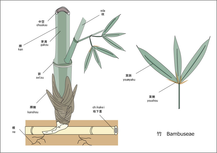 竹　構造